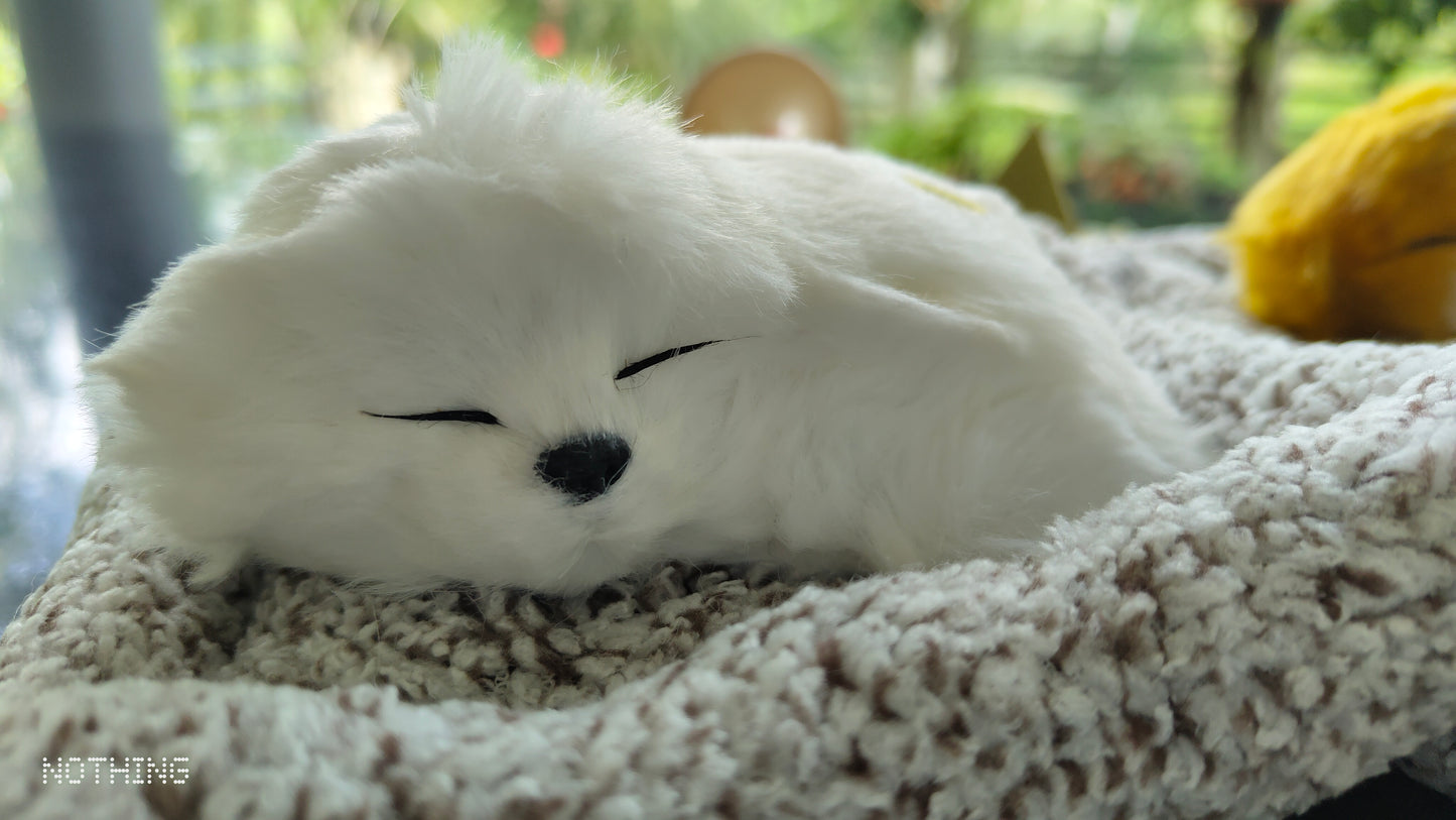 Meet Your New Co-Pilot: The Lifelike Dashboard Sleeping Dog!