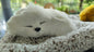 Meet Your New Co-Pilot: The Lifelike Dashboard Sleeping Dog!